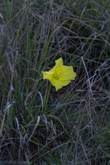 Oenothera brachycarpa