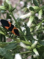 Oncopeltus fasciatus
