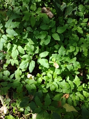 Aegopodium podagraria
