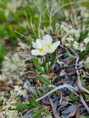 Dryas alaskensis
