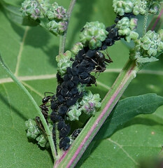 Aphis fabae
