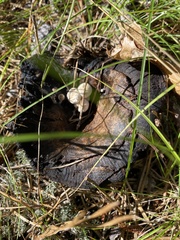 Asterophora lycoperdoides