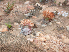Crassula columnaris