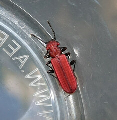 Cucujus cinnaberinus