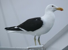 Larus dominicanus vetula