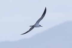 Onychoprion fuscatus