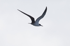 Onychoprion fuscatus