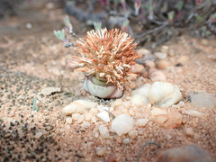 Crassula columnaris