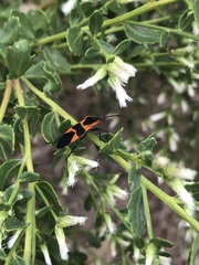 Oncopeltus fasciatus