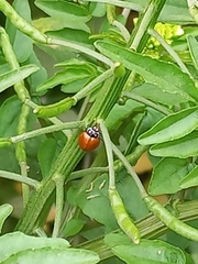 Cycloneda sanguinea
