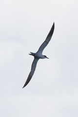 Onychoprion fuscatus