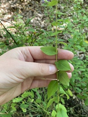 Symphyotrichum undulatum