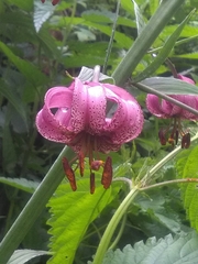 Lilium martagon pilosiusculum