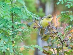 Icterus spurius