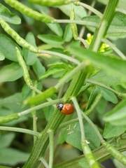 Cycloneda sanguinea