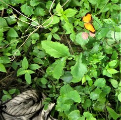 Papilionoidea