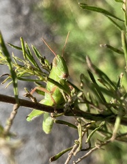 Aptenopedes