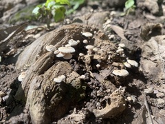 Asterophora lycoperdoides