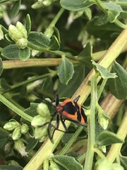 Oncopeltus fasciatus