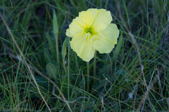 Oenothera brachycarpa