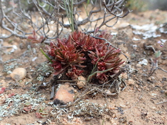 Crassula alpestris