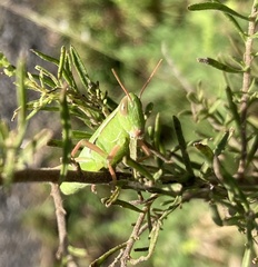 Aptenopedes