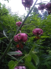 Lilium martagon pilosiusculum