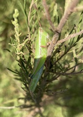 Aptenopedes