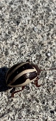 Doryphorina