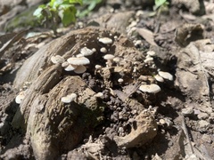 Asterophora lycoperdoides
