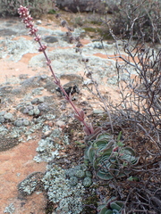 Crassula tomentosa