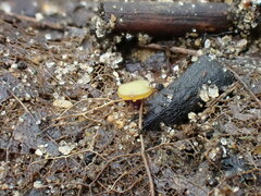 Lanzia luteovirescens