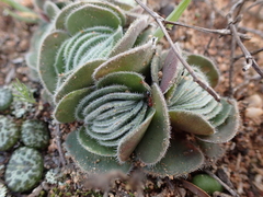 Crassula tomentosa