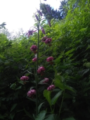 Lilium martagon pilosiusculum