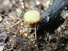 Lanzia luteovirescens