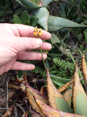 Ornithogalum maculatum