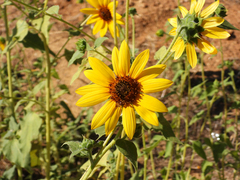 Helianthus californicus