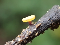 Lanzia luteovirescens