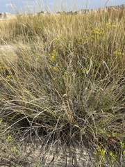 Muhlenbergia cuspidata