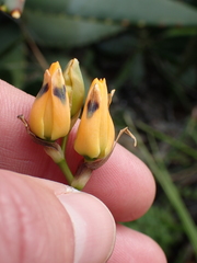 Ornithogalum maculatum