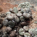 Conophytum obcordellum - Photo 由 Adriaan Grobler 所上傳的 (c) Adriaan Grobler，保留部份權利CC BY-NC