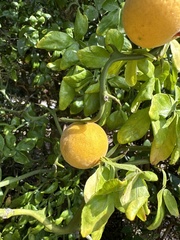 Citrus trifoliata