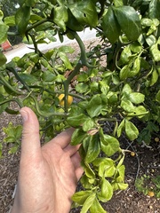 Citrus trifoliata