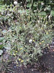 Senecio viscosus