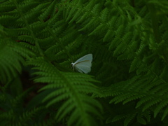 Lomographa vestaliata