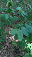Rhamnaceae
