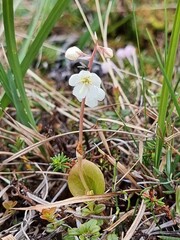 Pyrola grandiflora