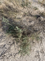 Astragalus racemosus