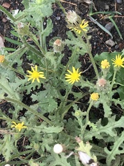 Senecio viscosus