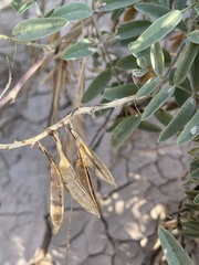 Astragalus racemosus
